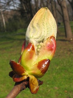 Pki kasztanowca zwyczajnego