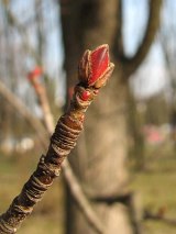 Pki kwiatowe srebrzystego