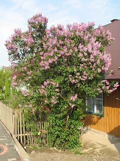 Lilak pospolity - pokrj