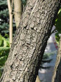 Lilak pospolity - kora