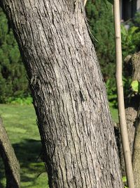 Lilak pospolity - kora