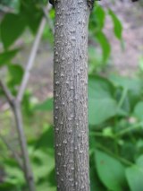 Lilak pospolity - moda kora