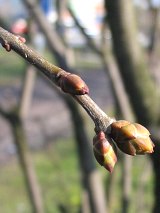 Lilak pospolity - pki