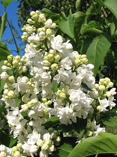 Lilak pospolity - kwiaty