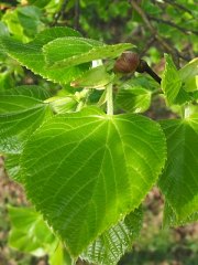 Mode licie lipy drobnolistnej