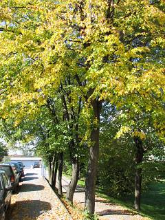 Jesienne licie lipy drobnolistnej