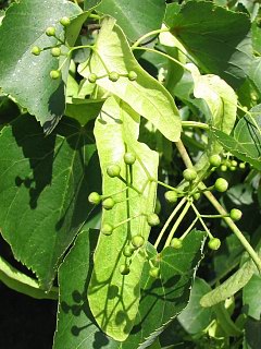 Mode kwiaty lipy drobnolistnej