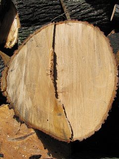 Drewno lipy drobnolistnej