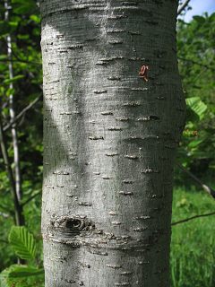 Wielokrotny pie olszy szarej