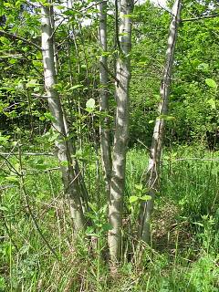 Wielokrotny pie olszy szarej