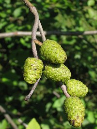 Szyszeczki eskie olszy szarej