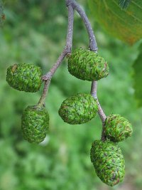 Szyszeczki eskie olszy szarej