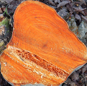 Przekrj pnia olszy szarej