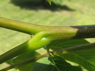 Mode pdy orzecha woskiego