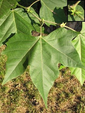 Licie platana klonolistnego
