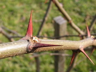 Ciernie robinii akacjowej