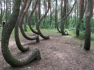 Krzywy las w Nowym Czarnowie