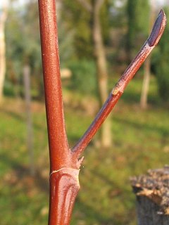 Tulipanowiec amerykaski - mode pdy