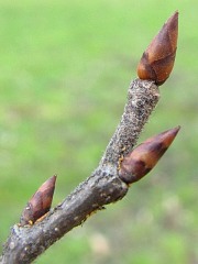 Pki liciowe wizu szypukowego