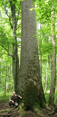 Jesion wyniosy w BPN