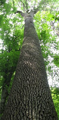 Jesion wyniosy w BPN