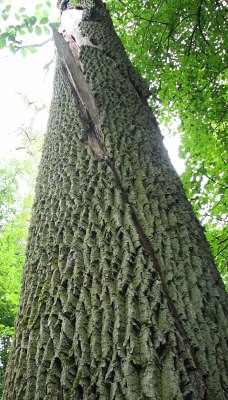 Jesion wyniosy w BPN