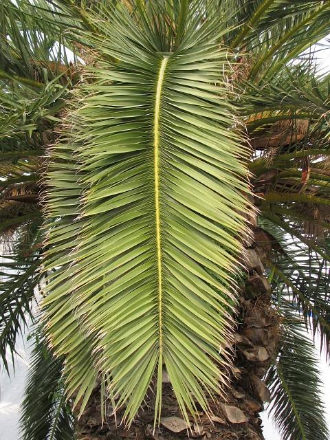 Licie palmy daktylowej