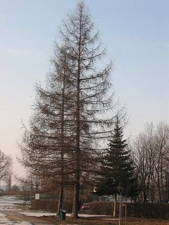 Typowy pokrj drzewa iglastego (tu: modrzewia europejskiego)