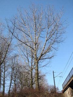 Typowy pokrj drzewa liciastego (tu: topoli kanadyjskiej)