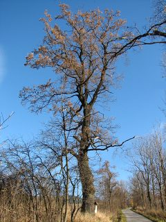 Typowy pokrj drzewa liciastego (tu: dbu szypukowego)