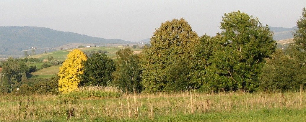 Co to za drzewo - jesienne licie